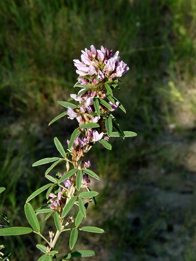 {Lespedeza virginica}